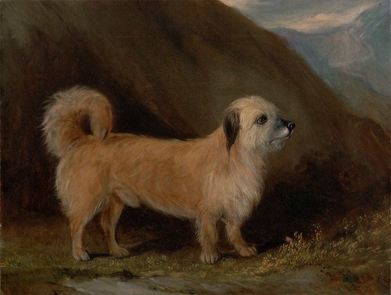 Un terrier Dandie Dinmont - John E. Ferneley