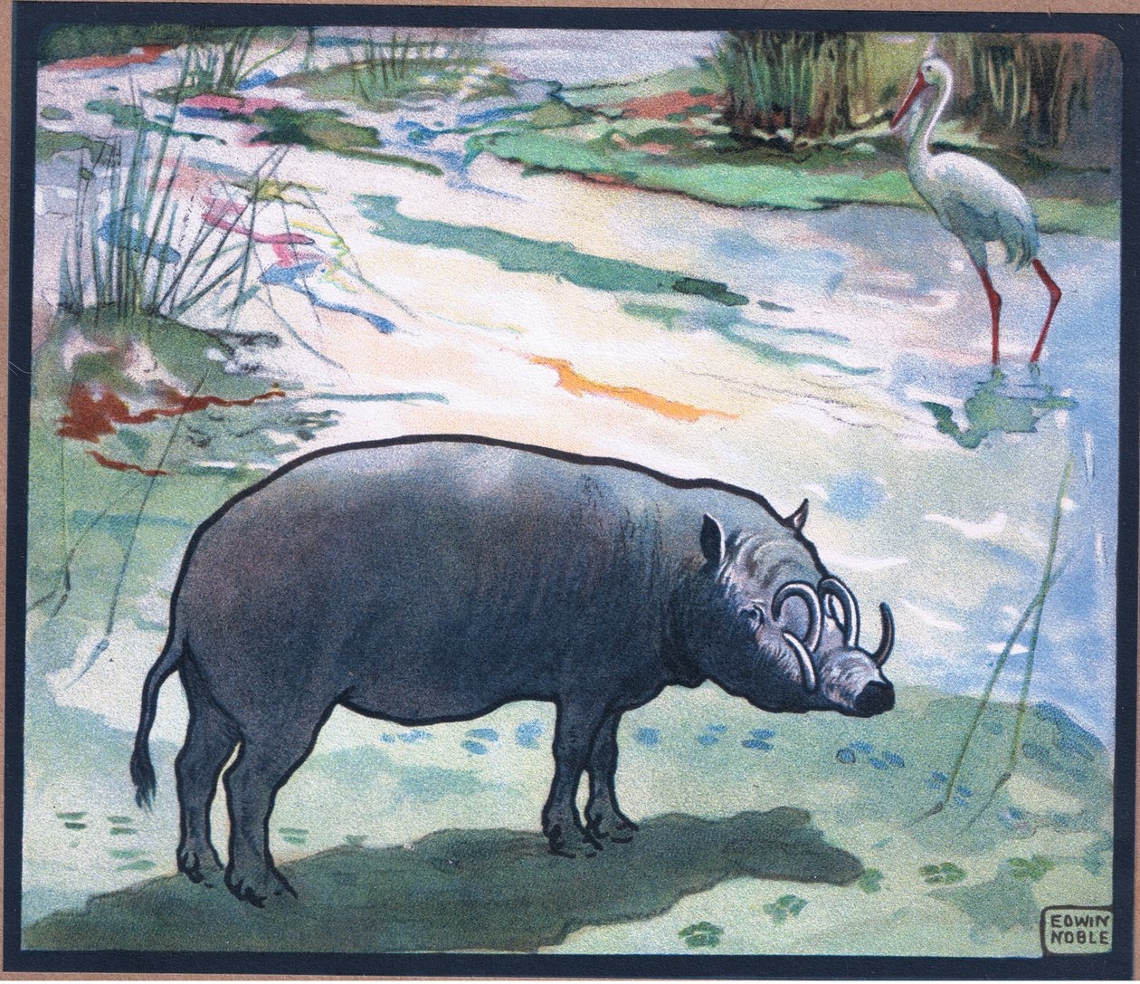 Potamochère (Porc de rivière rouge) - John Edwin Noble