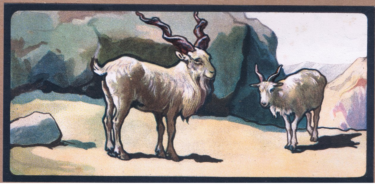 Markhor (Chèvre) - John Edwin Noble