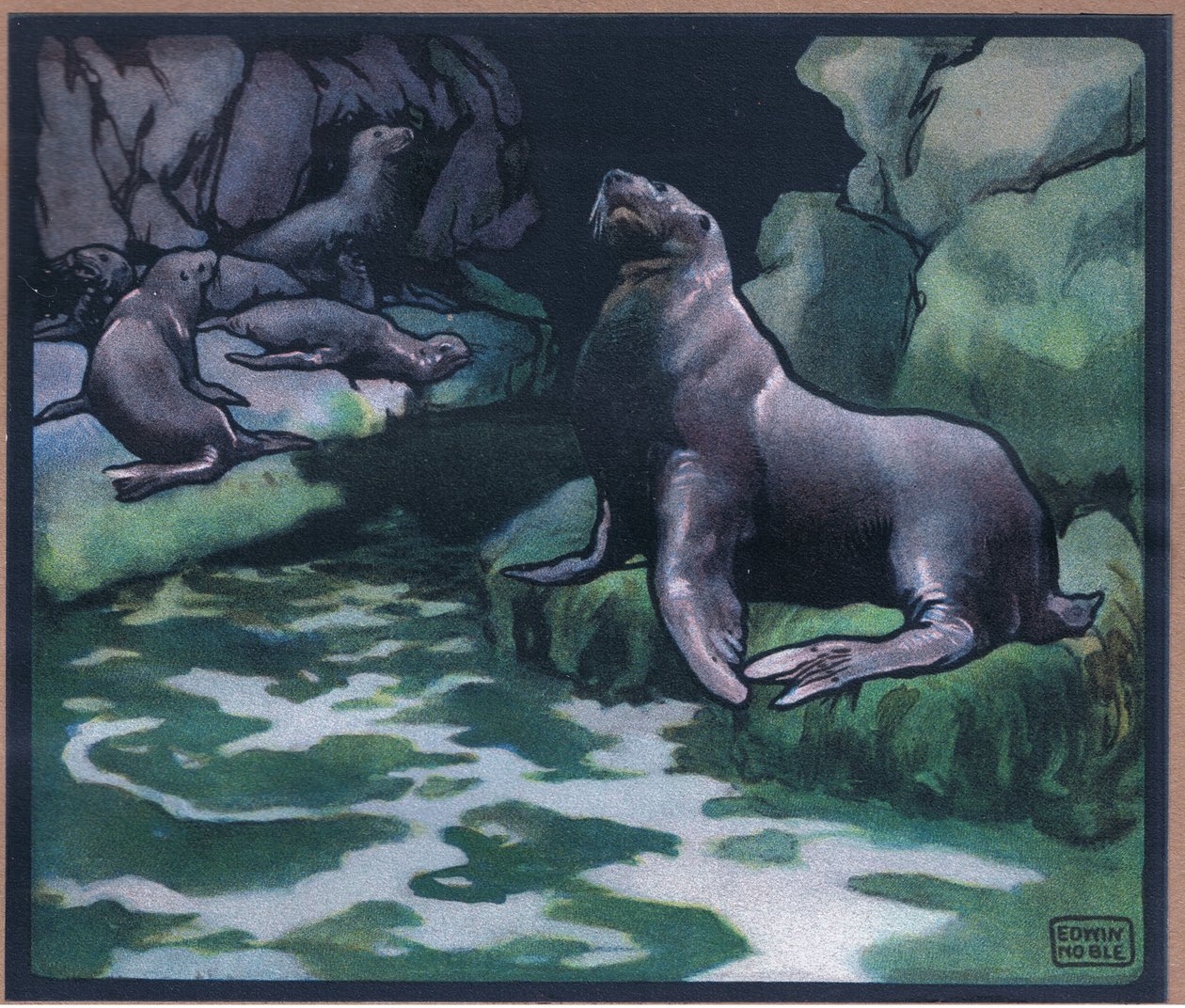 Lions de mer - John Edwin Noble