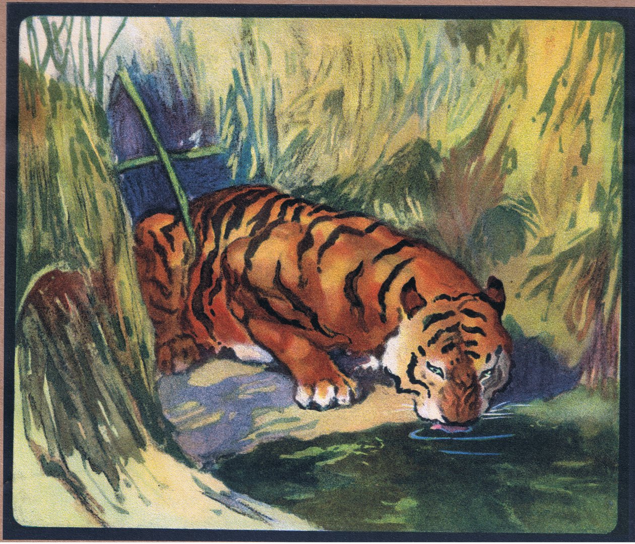 Tigre - John Edwin Noble