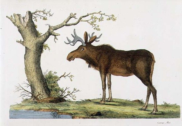 Cervus Alces (Élan) - John Frederick (after) Miller