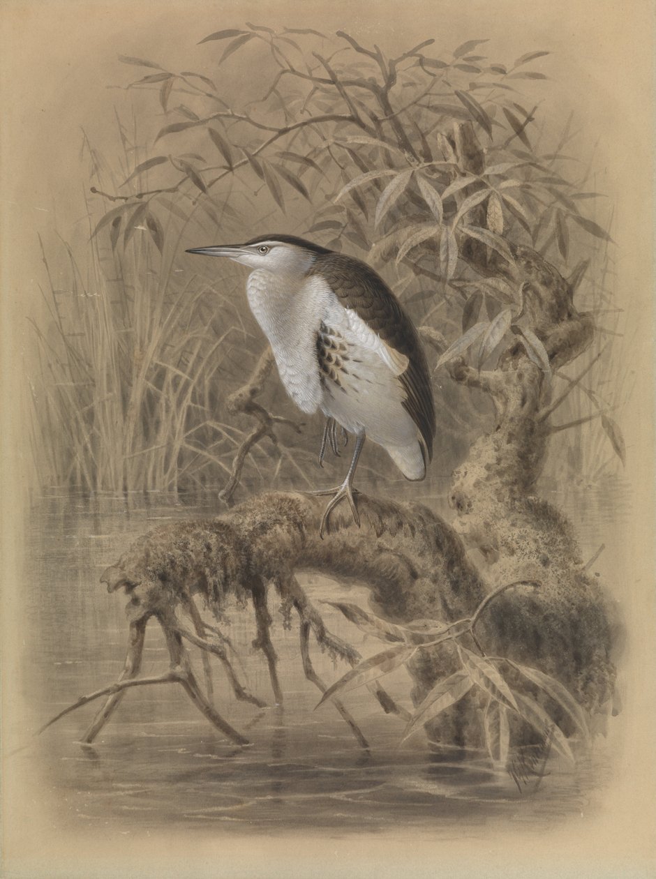 Petit butor, Ixobrychus minutus - John Gerrard Keulemans