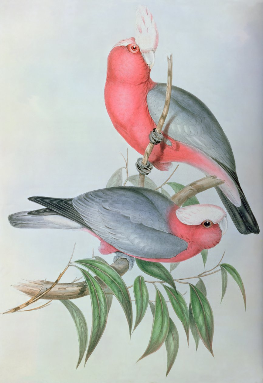 Oiseaux d