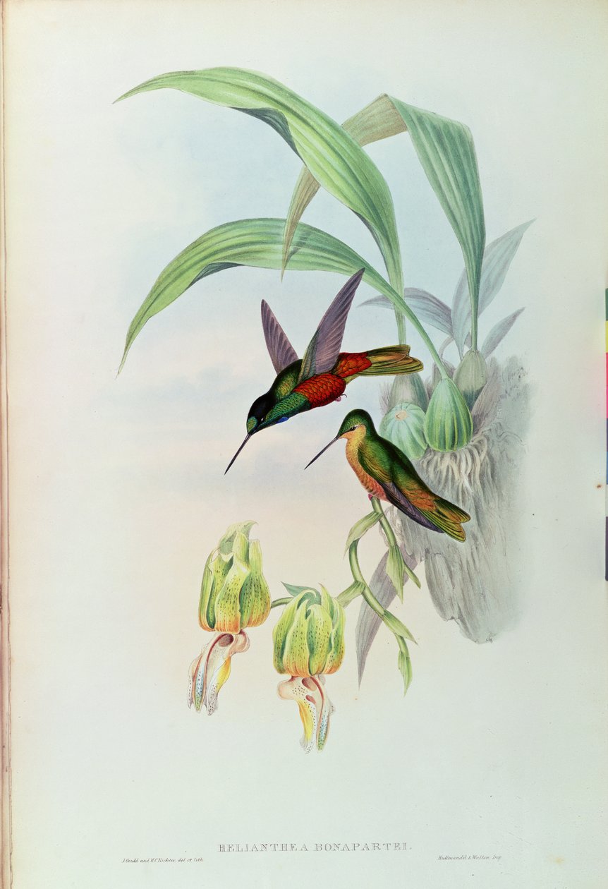 Colibri étoilé de Bonaparte - John Gould