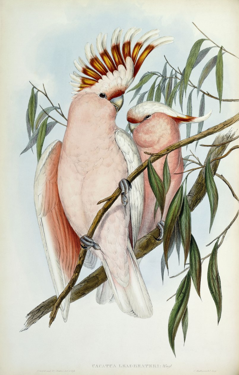 Cacatua Leadbeateri, 1848-1869 - John Gould