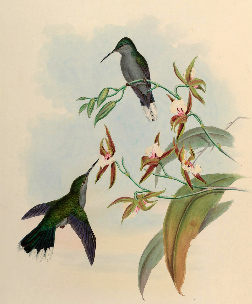 Campylopterus latipennis - John Gould