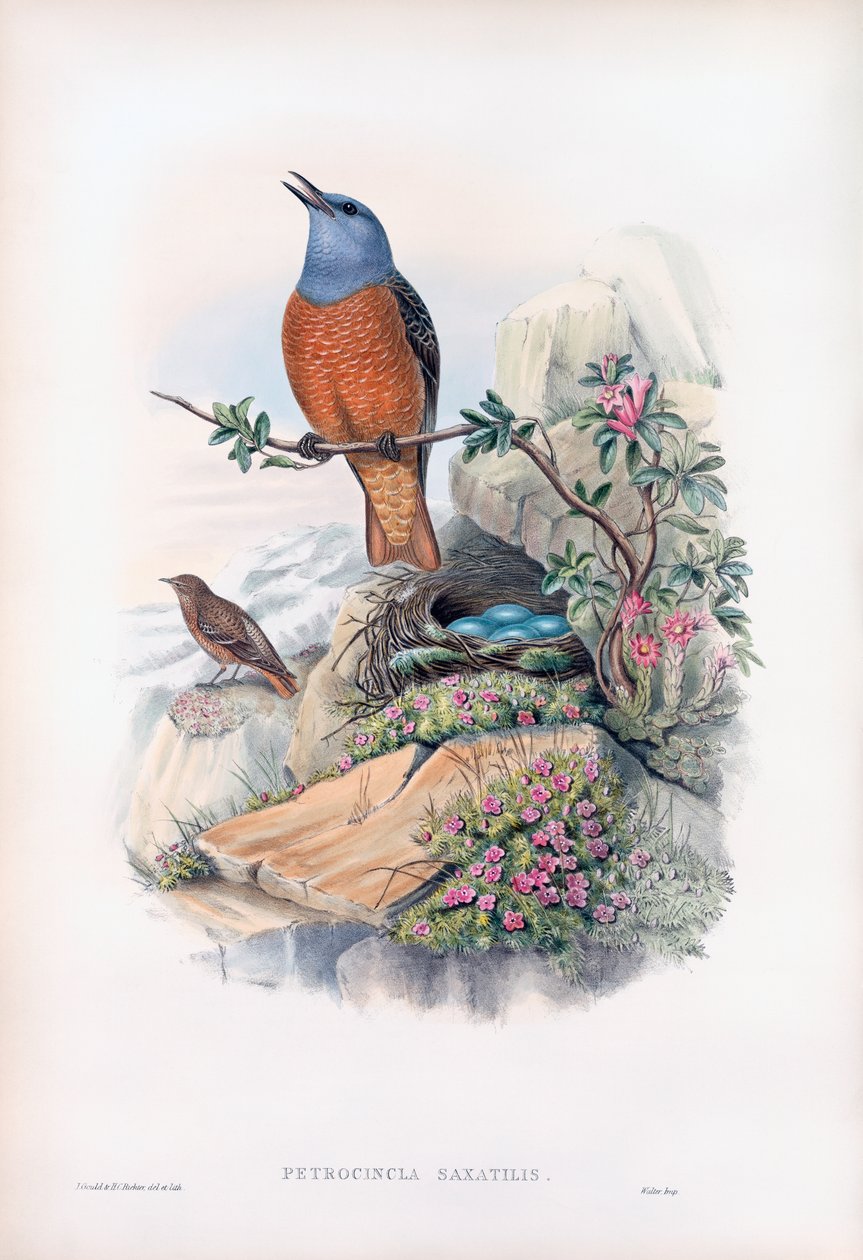 Merle de roche - John Gould