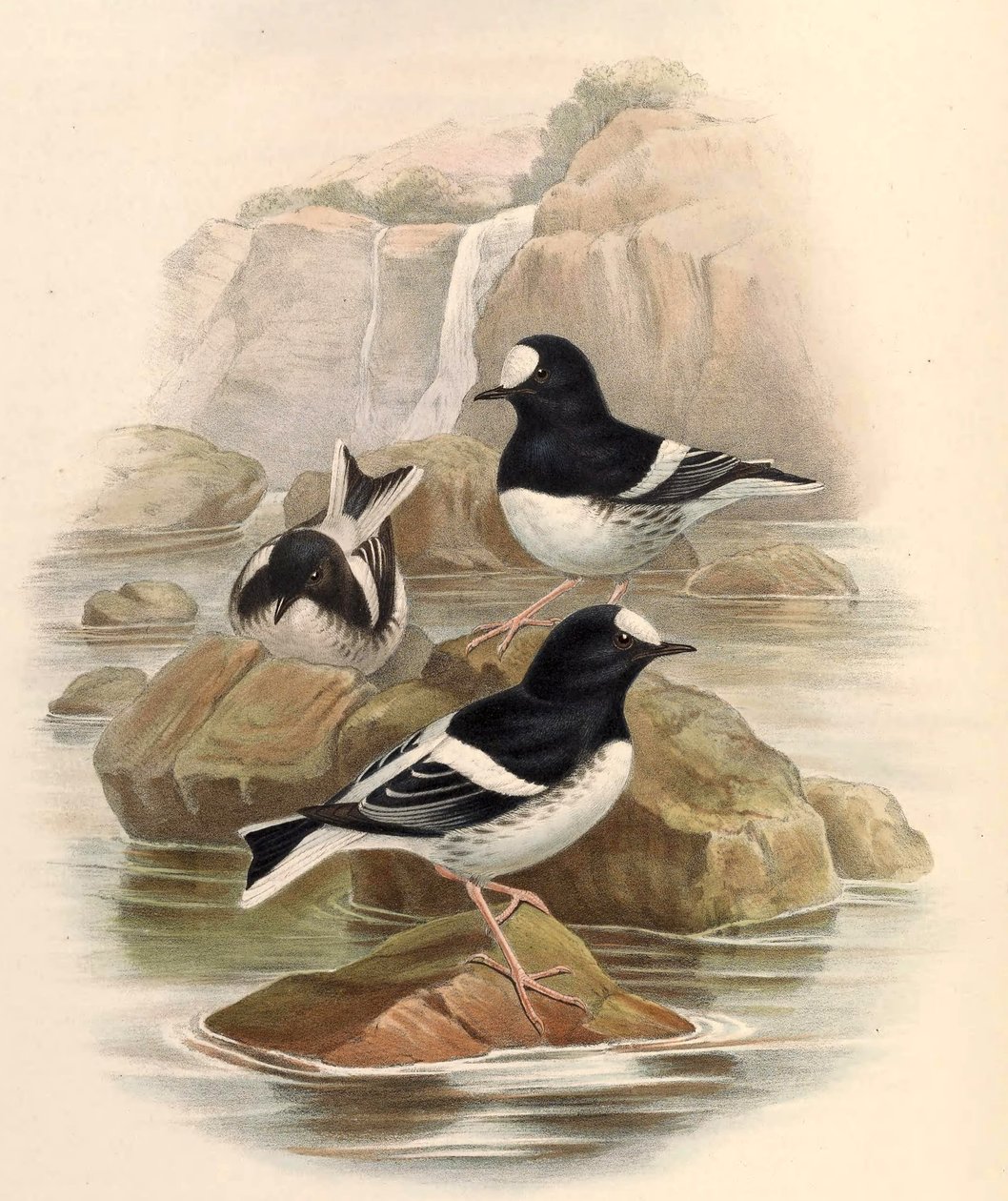 Enicurus scouleri - John Gould