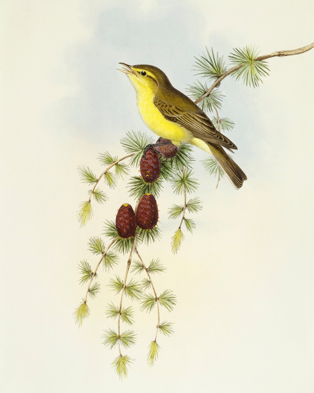 Gobemouche (Ficedula hypolaris), gravure par John Gould - John Gould