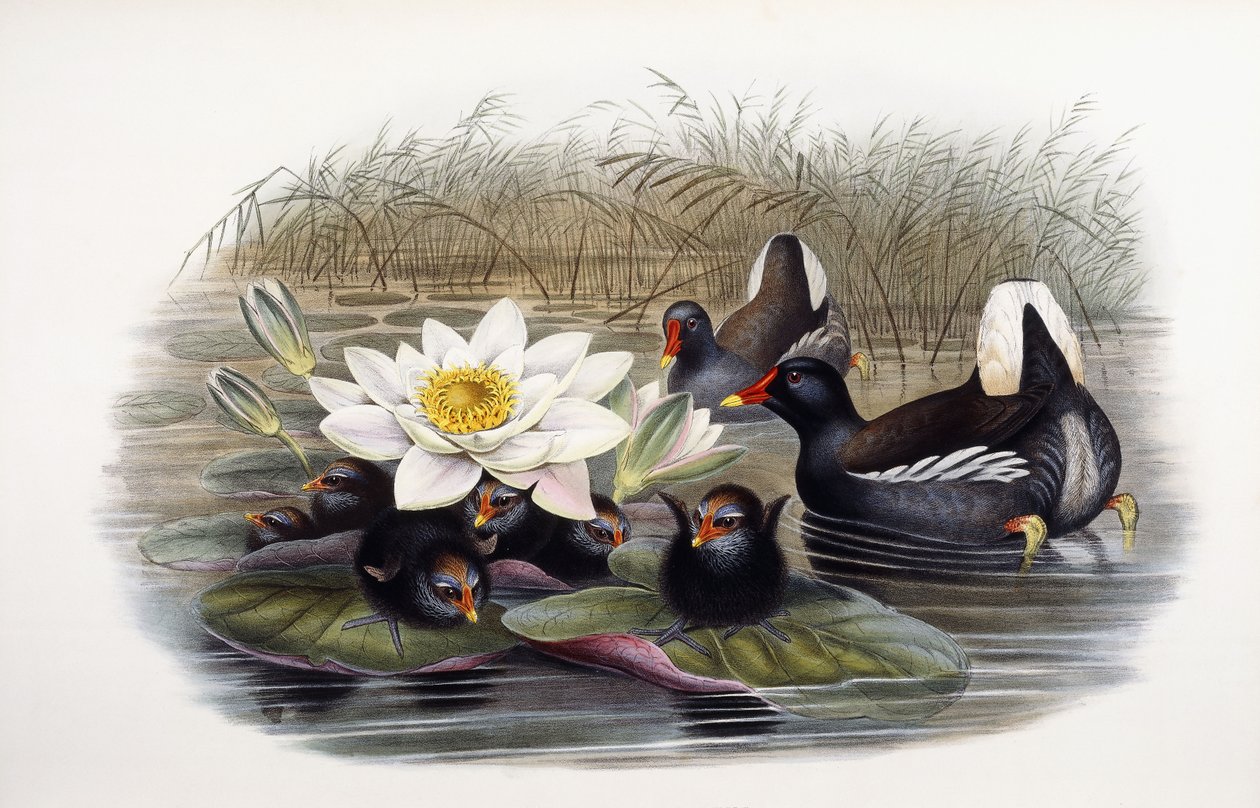 Gallinule poule-d
