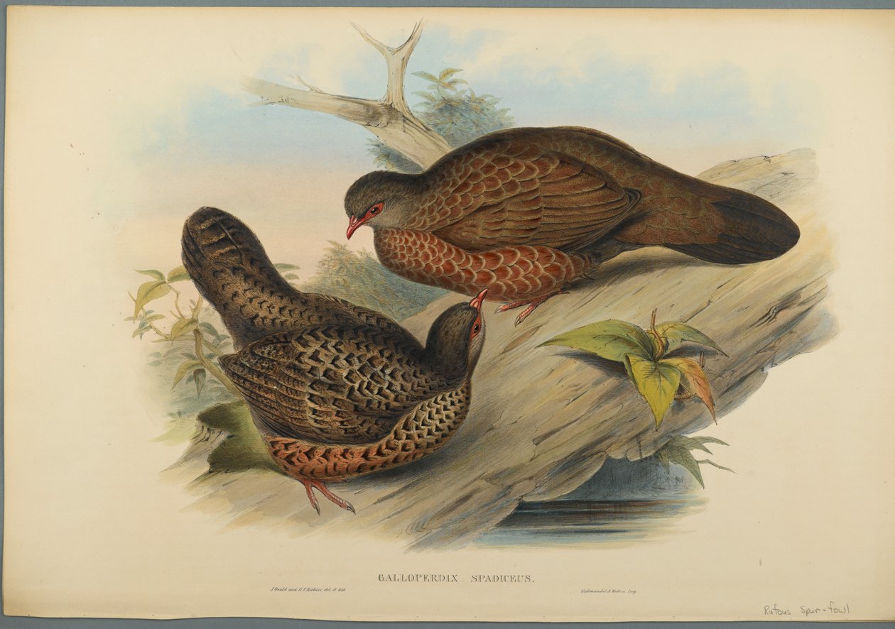 Galloperdix Spadiceus - John Gould