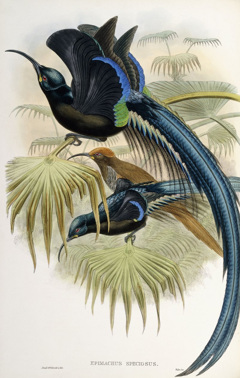 Grand oiseau de paradis à bec en faucille - John Gould