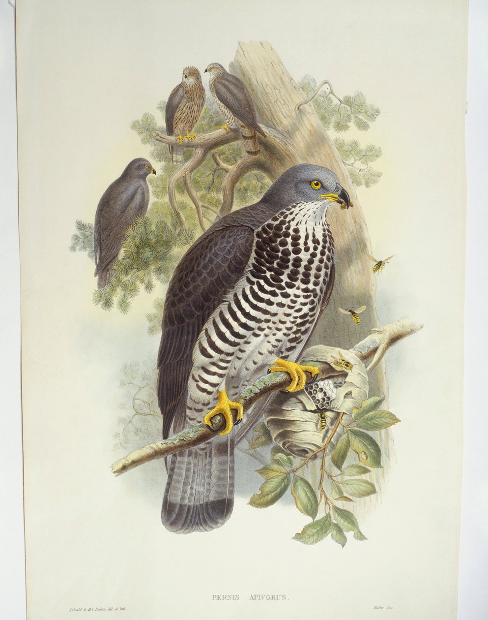 Bondrée apivore (Pernis apivorus), illustration - John Gould