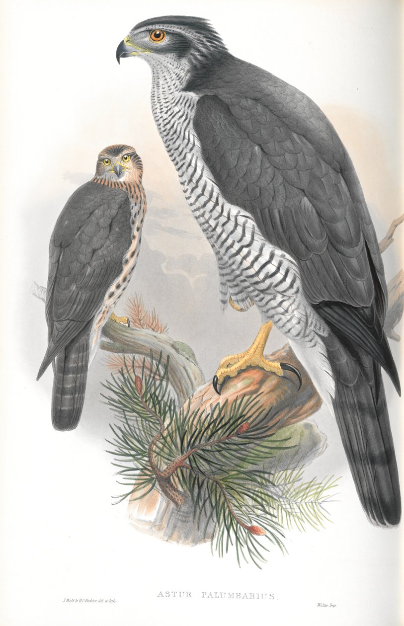 Illustration de l