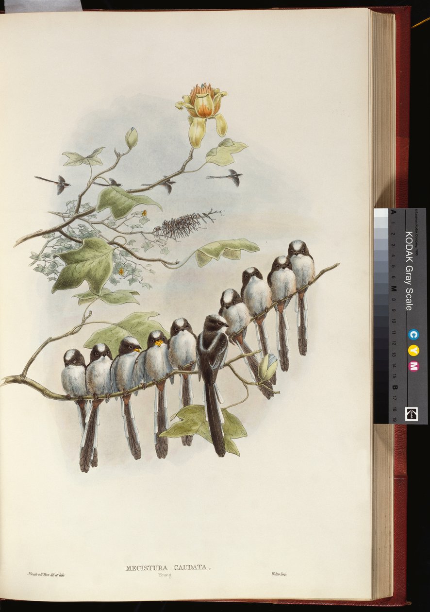 Mésange à longue queue - John Gould