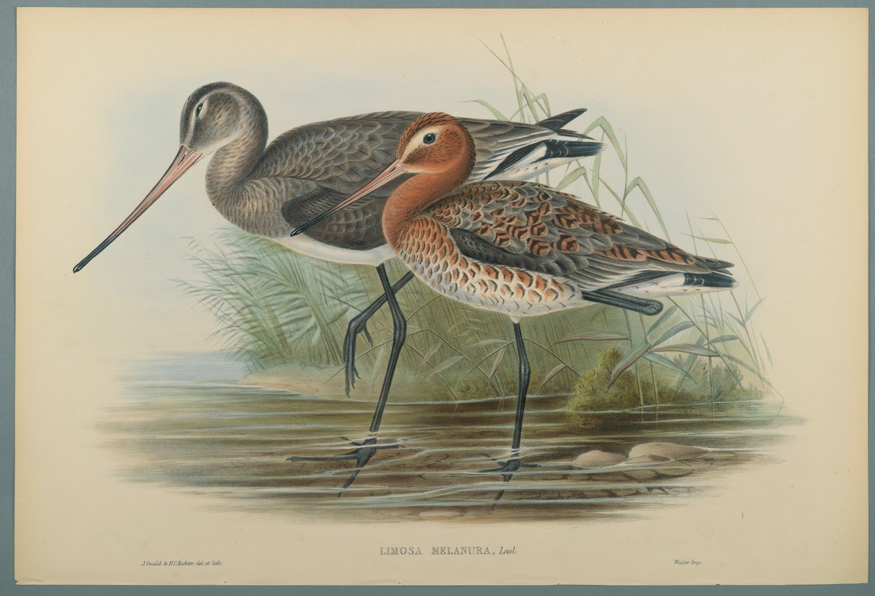 Lurinosa Melanura - John Gould
