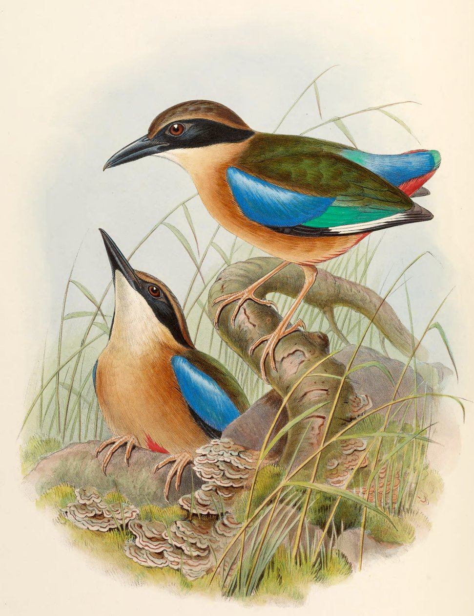 Pitta des mangroves (Pitta à ailes bleues) Pitta megarhyncha Schlegel - John Gould