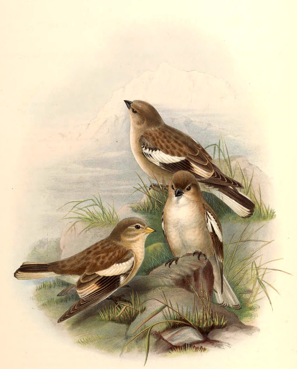 Montifringilla adamsi - John Gould