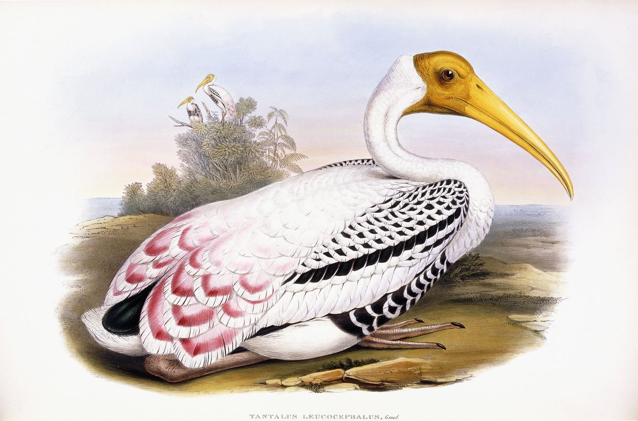 Cigogne peinte - John Gould