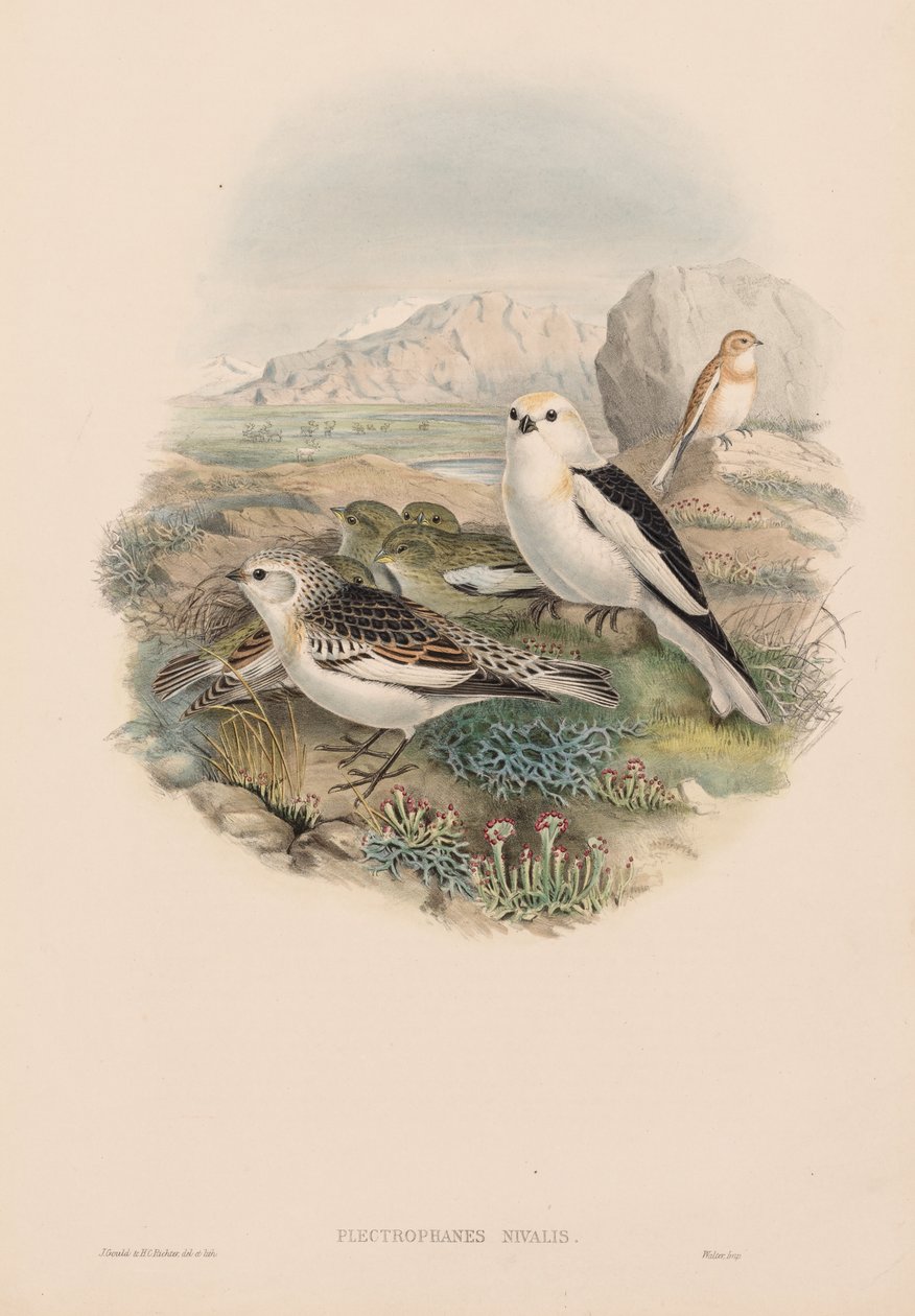 Plestrophanes Nivalis - John Gould
