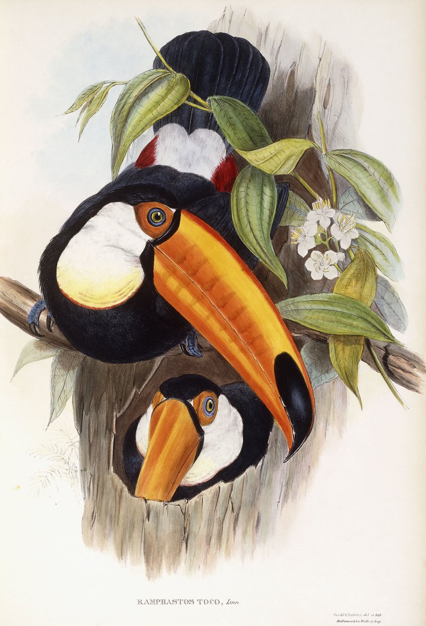 Ramphastos Toco - John Gould