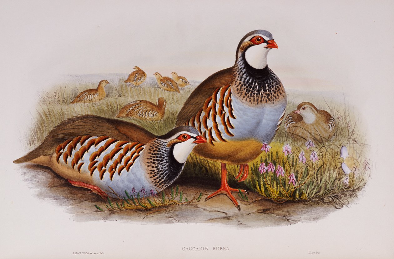 Perdrix rouges, 1862-73 - John Gould