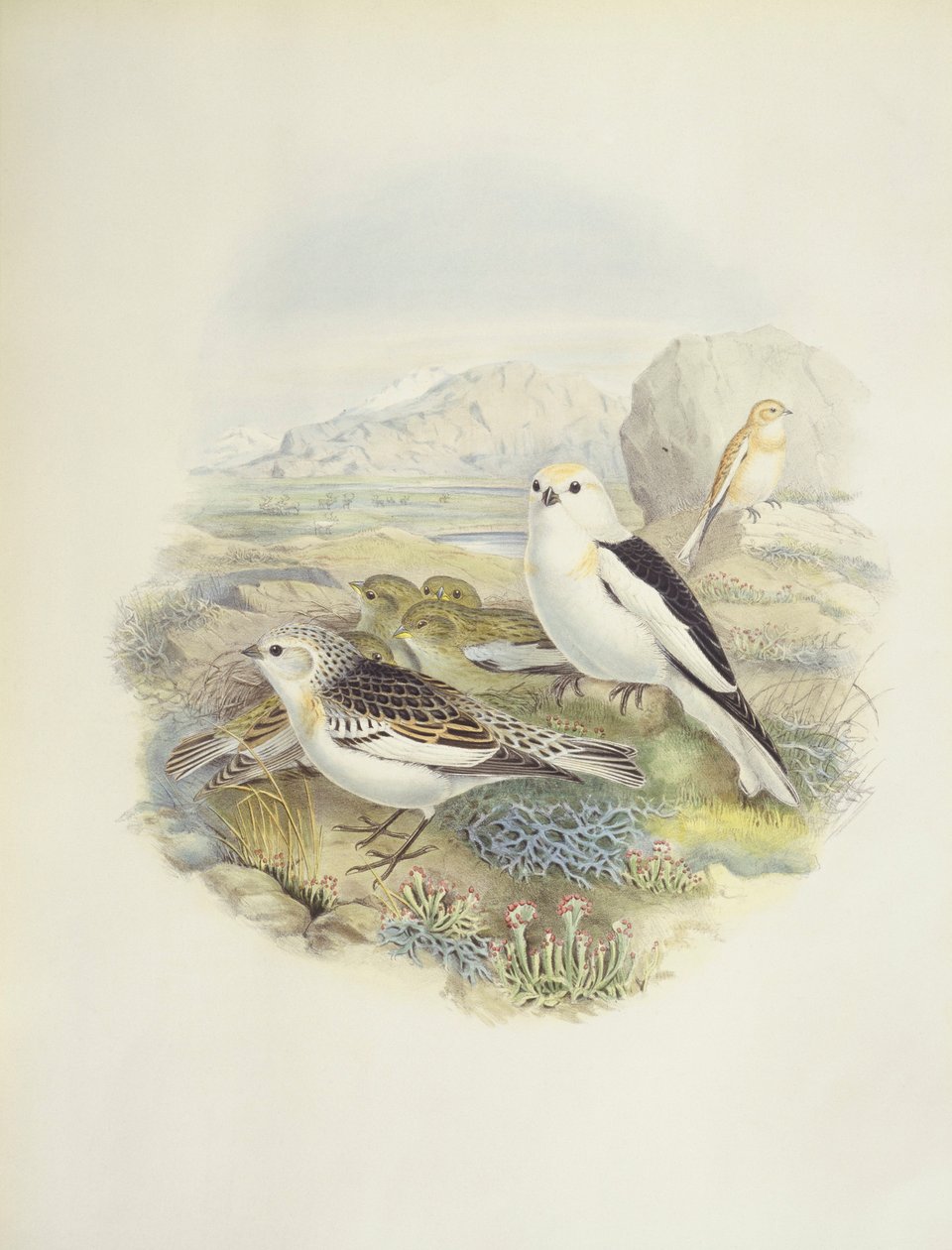 Bruant des neiges (Plectrophenax nivalis), illustration - John Gould