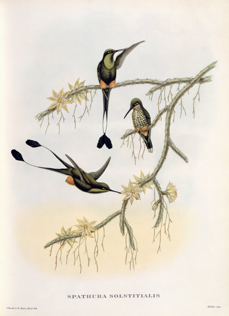 Spathura Solstitialis - John Gould