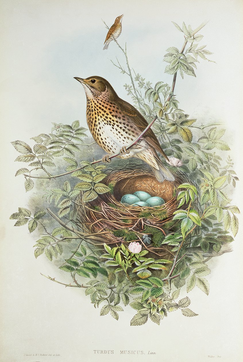 Grive avec son nid - John Gould