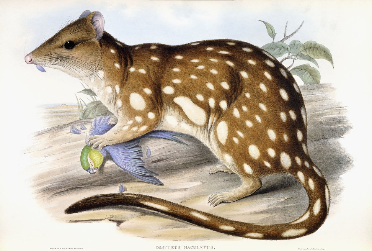 Quoll tigré - John Gould