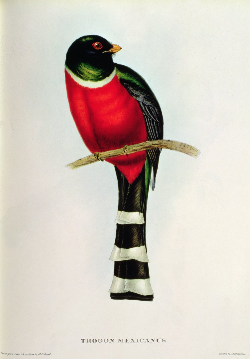 Trogon mexicain - John Gould