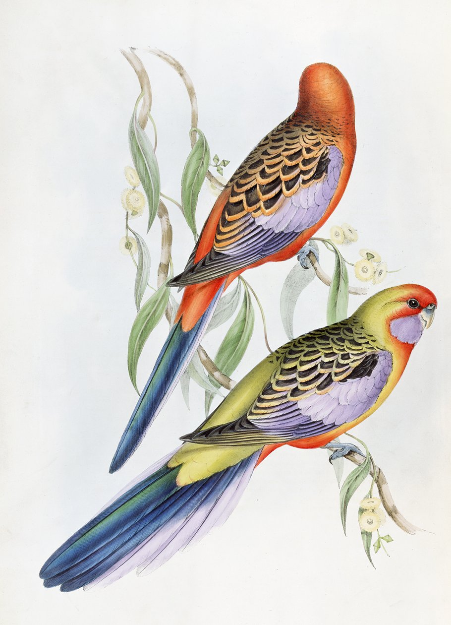 Image inconnue - John Gould