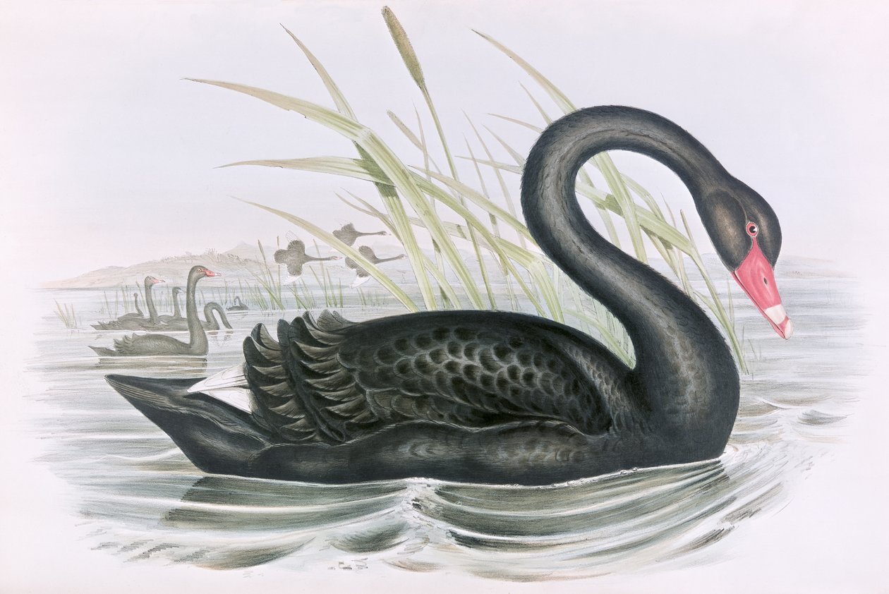 Image inconnue - John Gould