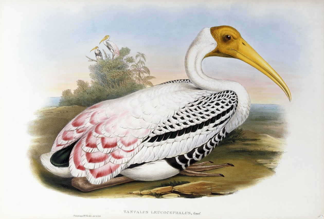 Ibis à tête blanche, c.1850-1873 - John Gould