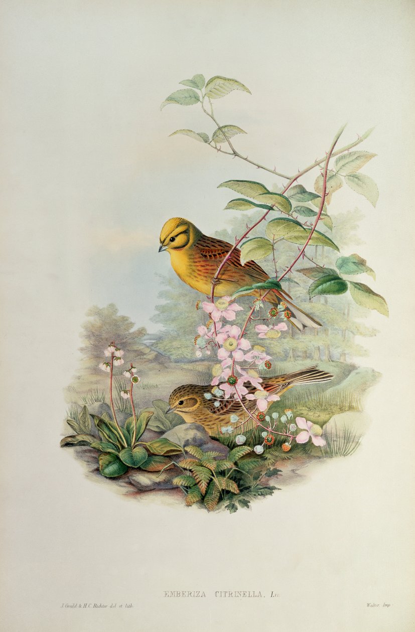 Bruant jaune - John Gould