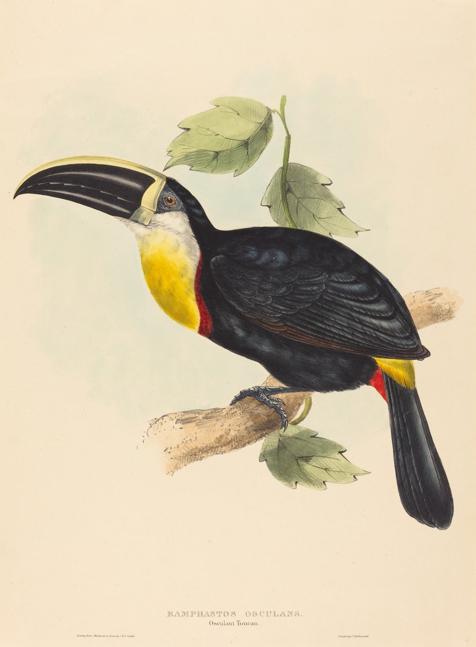 Toucan osculant (Ramphastos osculans) - John Gould and Elizabeth Gould