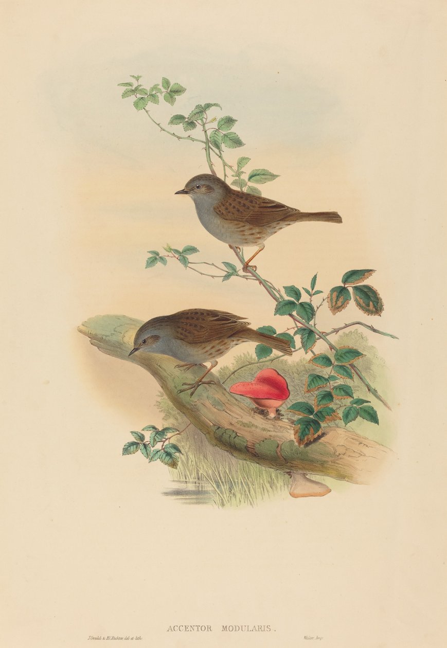 Accenteur mouchet - John Gould and H.C. Richter