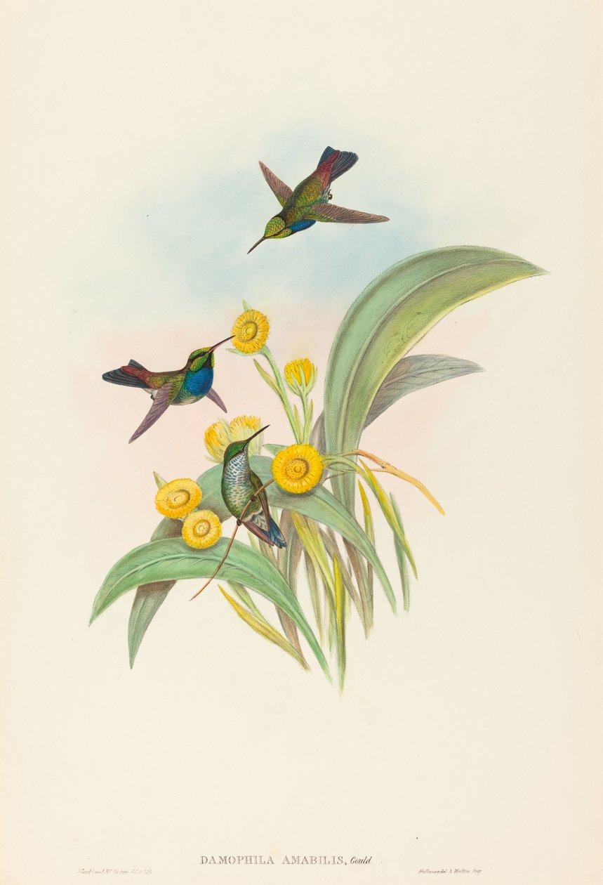 Damophila amabilis (Colibri à poitrine bleue) - John Gould and H.C. Richter