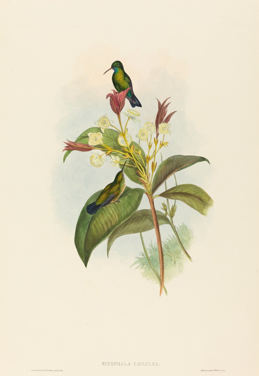 Saphir à Menton Bleu - John Gould and H.C. Richter