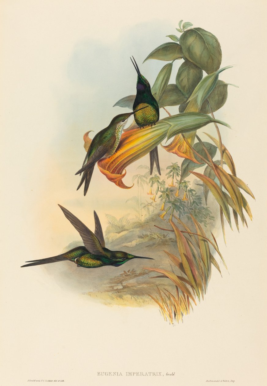 Eugenia imperatrix (Colibri impératrice) - John Gould and H.C. Richter