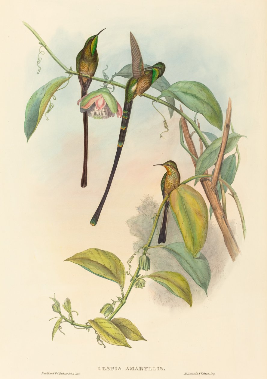 Lesbia Amaryllis - John Gould and H.C. Richter