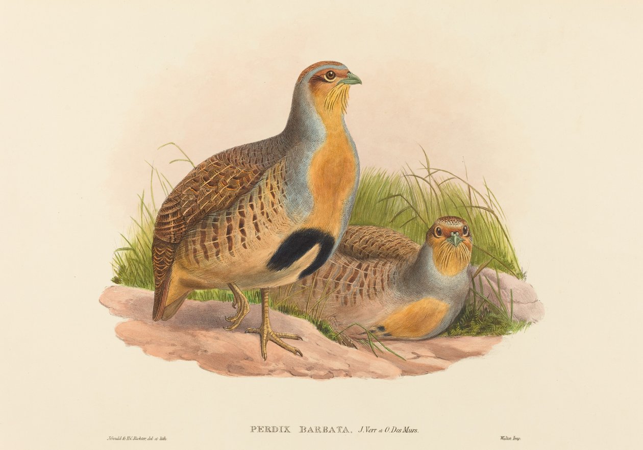 Perdix barbata (Perdrix de Daurie) - John Gould and H.C. Richter