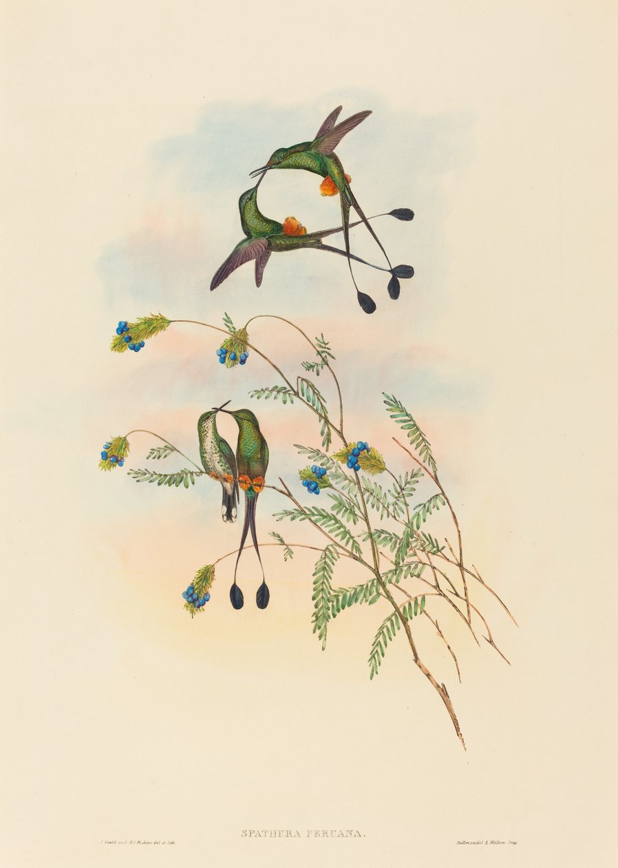 Spathura peruana (Racket-tail péruvien) - John Gould and H.C. Richter