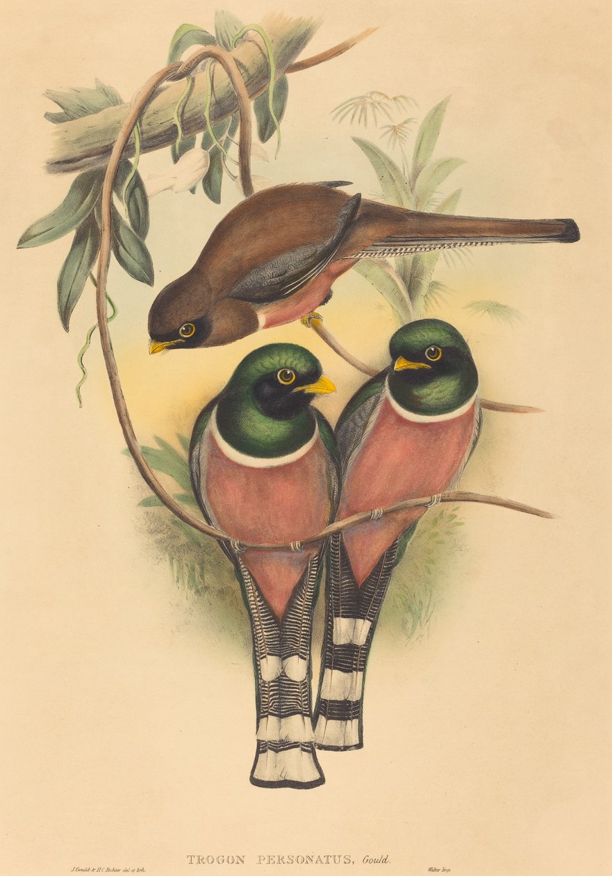 Trogan personatus - John Gould and H.C. Richter