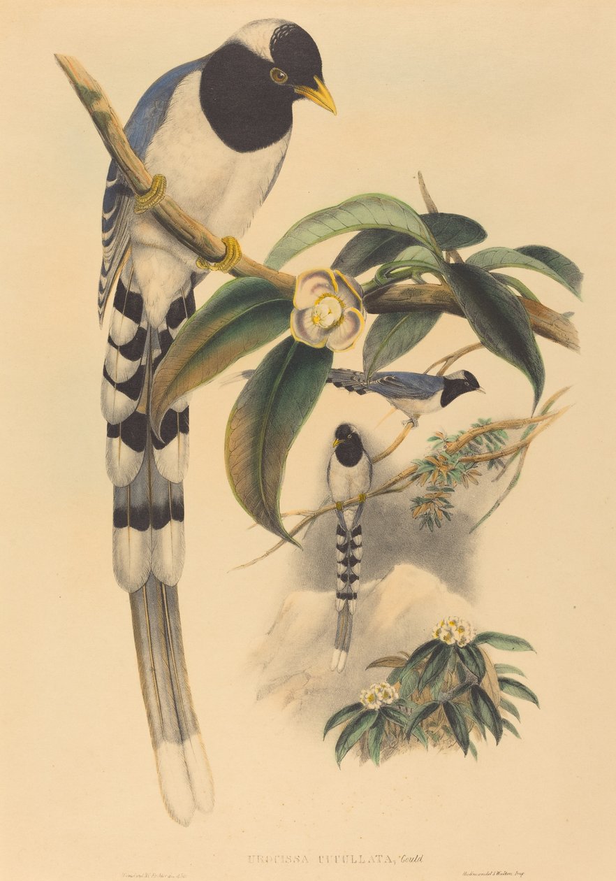 Urocissa cucullata - John Gould and H.C. Richter
