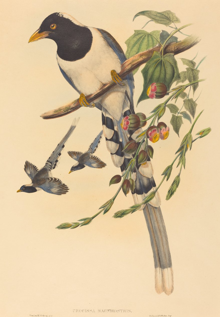 Urocissa magnirostris - John Gould and H.C. Richter