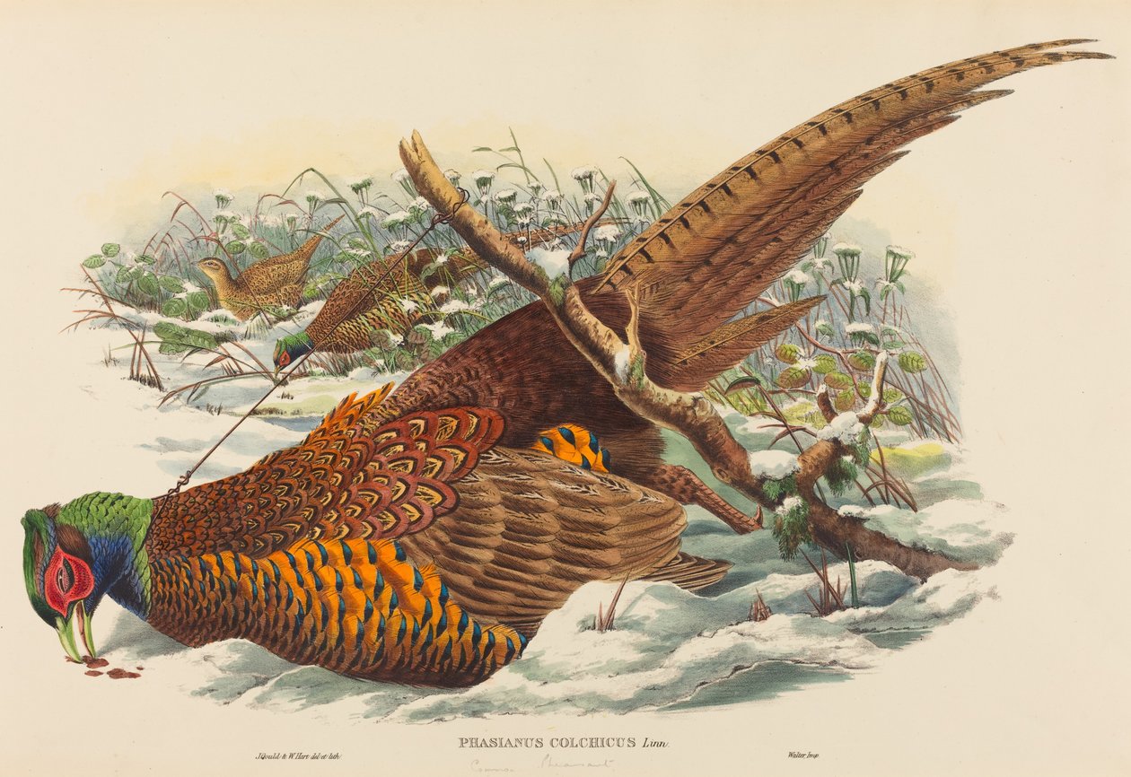 Phasianus colchicus (Faisan à collier) - John Gould and W. Hart