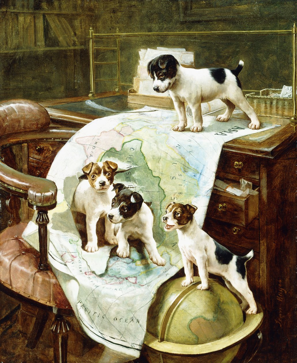 Chiots Jack Russell bien voyagés - John Hayes