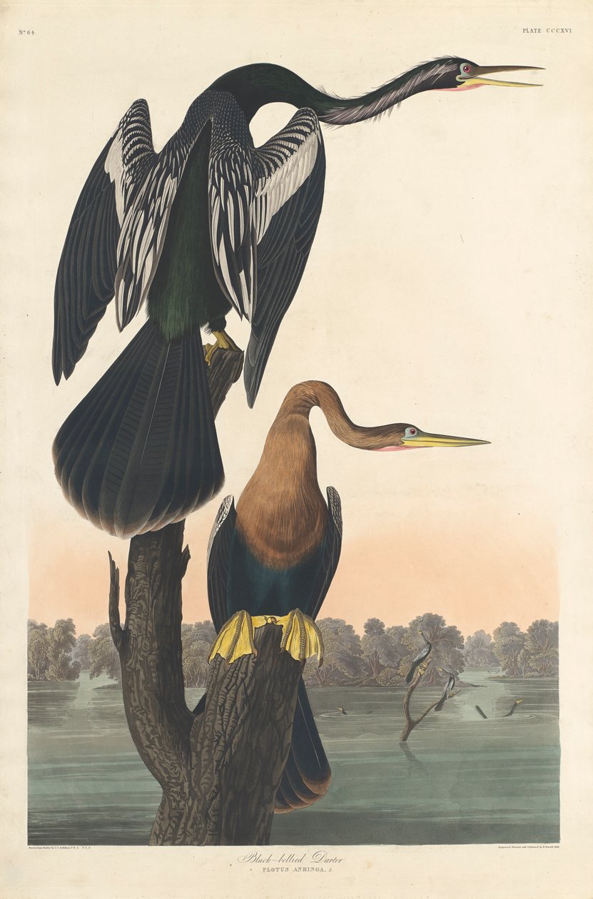 Anhinga d